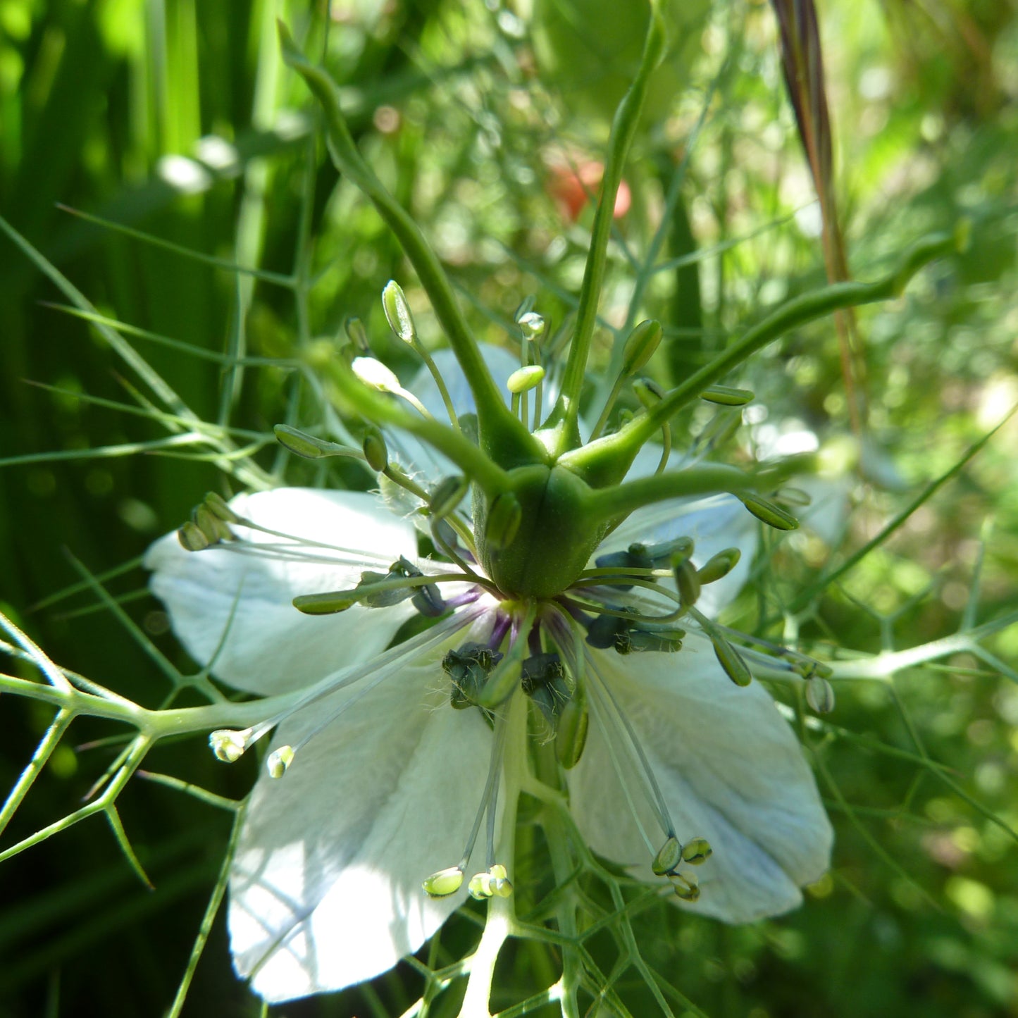 Schwarzkümmelöl Bio 75 ml