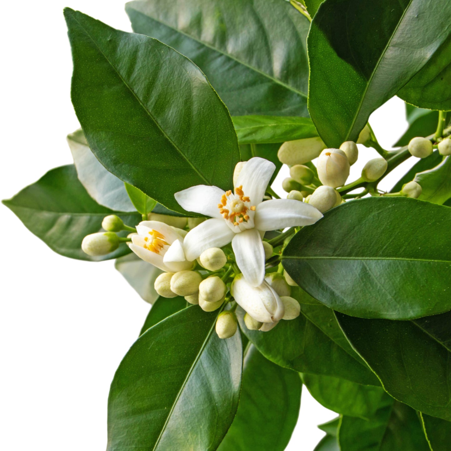 Orangenblütenhydrolat (Neroli) Bio 500 ml