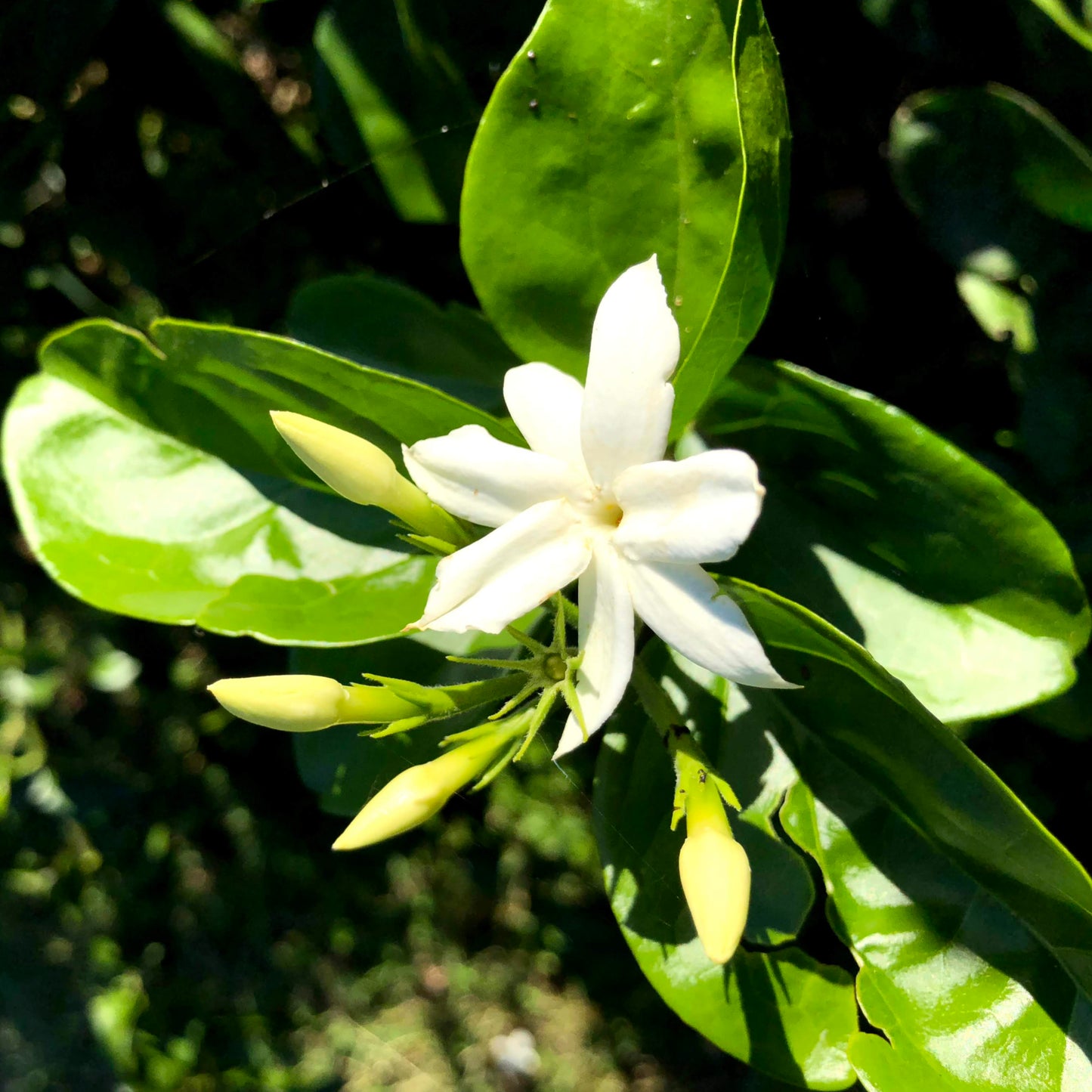 Jasmin Sambac Hydrolat Bio 75 ml