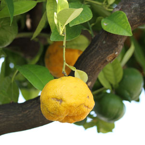 bitterorange citrus x aurantium;bitterorange aetherisches oel main