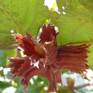 Haselnussöl;Haselnussöl