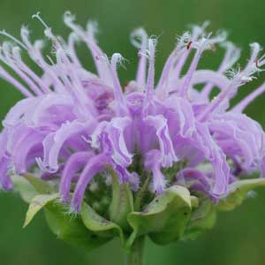 ätherische Öle - Indianernessel;ätherische Öle - Indianernessel