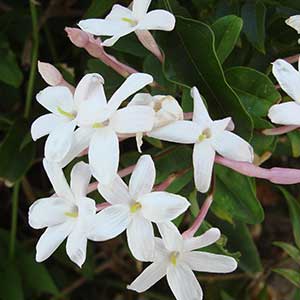 ätherisches öl jasmin;ätherisches öl jasmin main