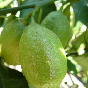 ätherische Öle - zitrone;ätherische Öle - zitrone