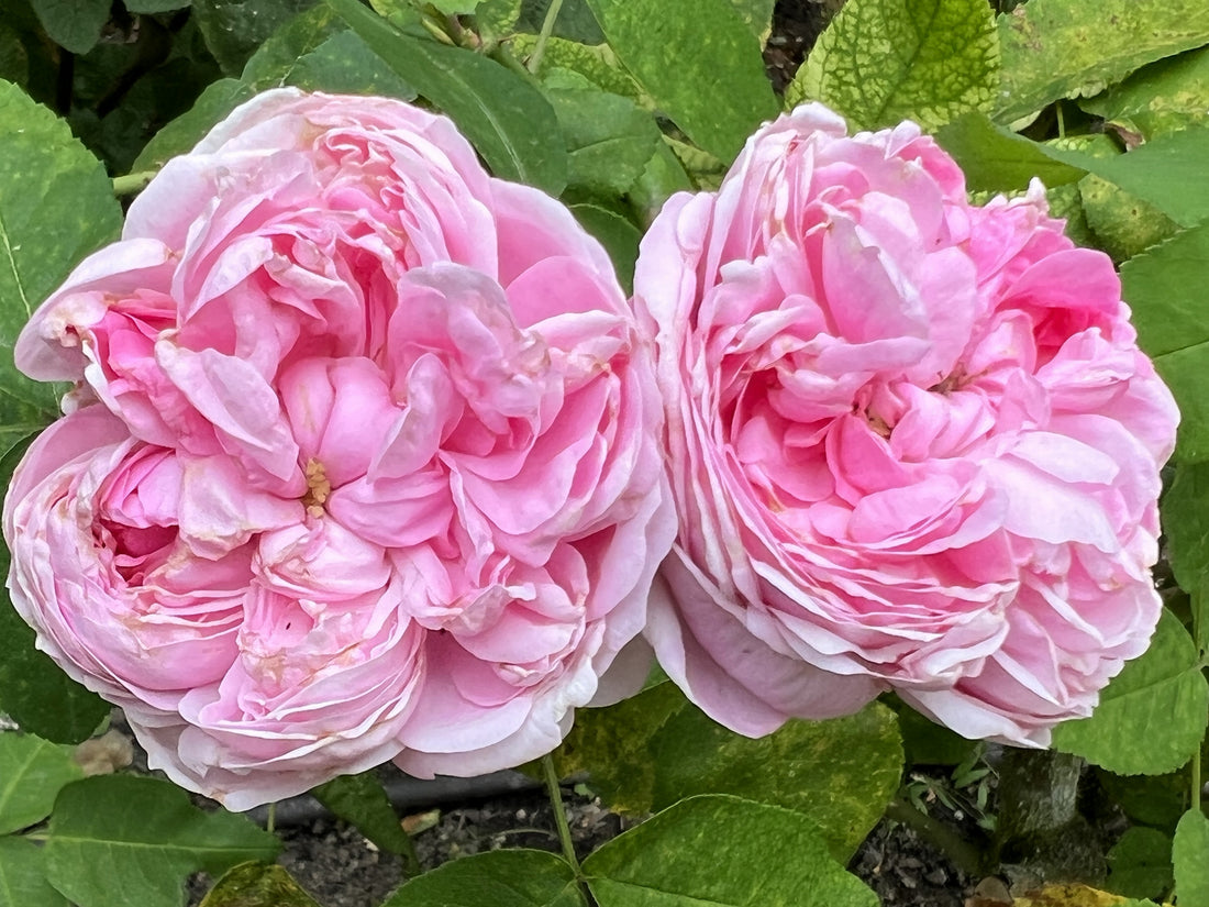 Rosa damascena