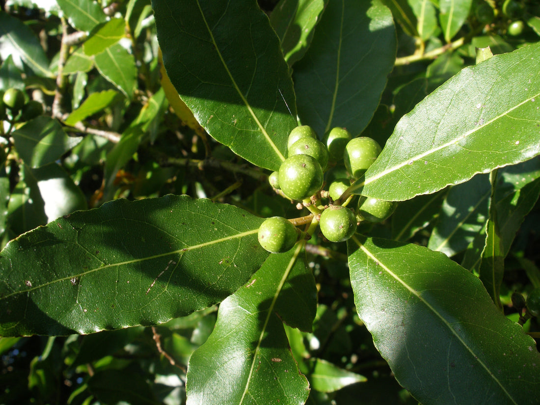 Laurus nobilis fruct