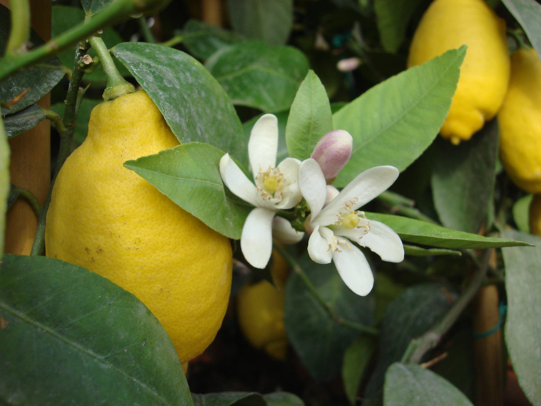 Citrus limon