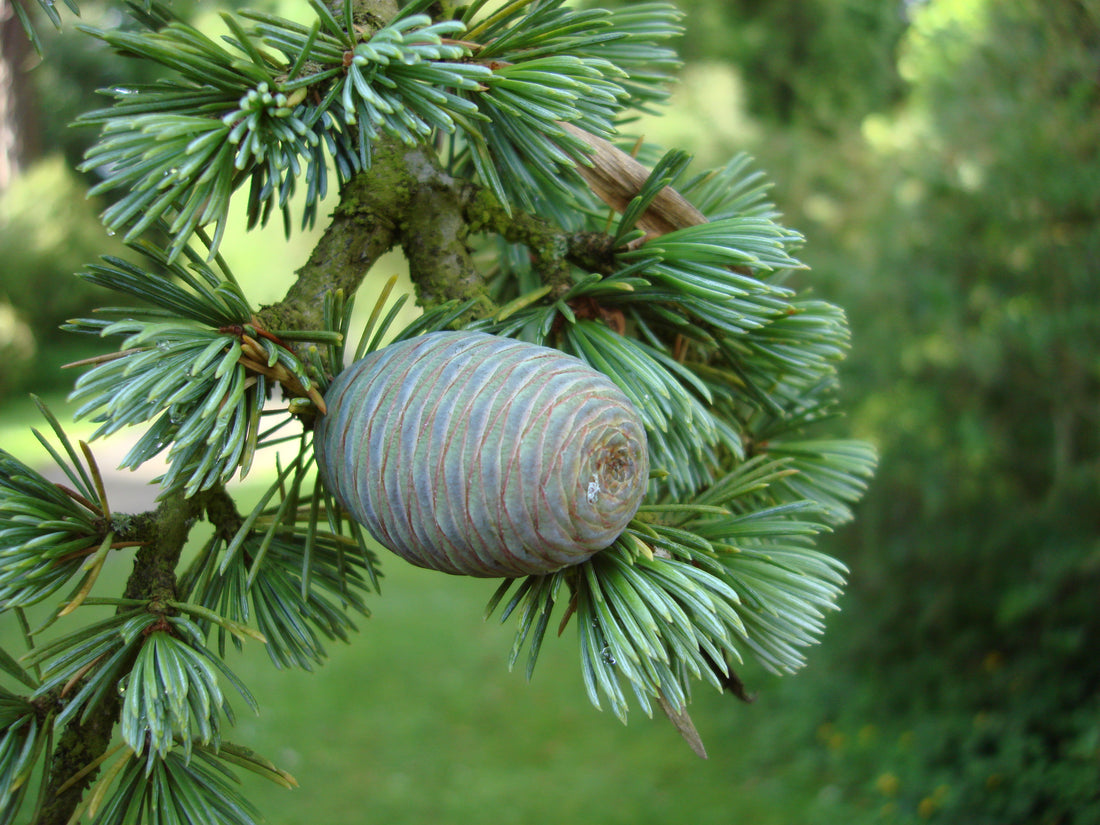 Cedrus atlantica