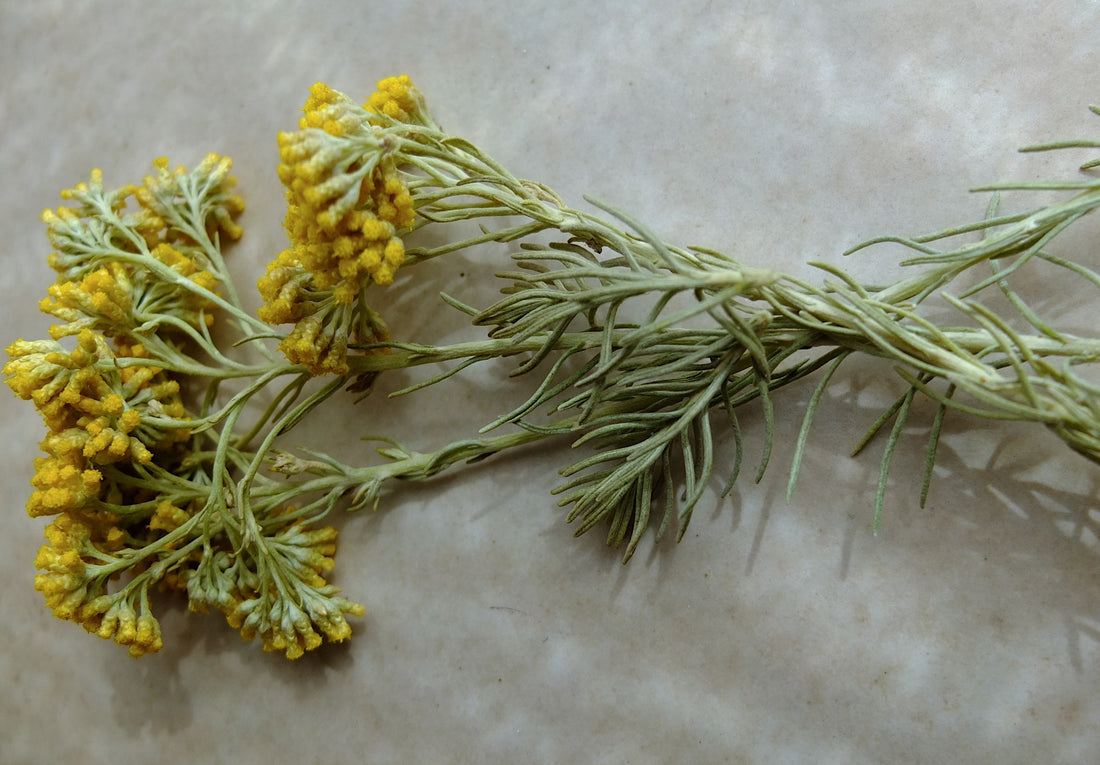 Helichrysum italicum