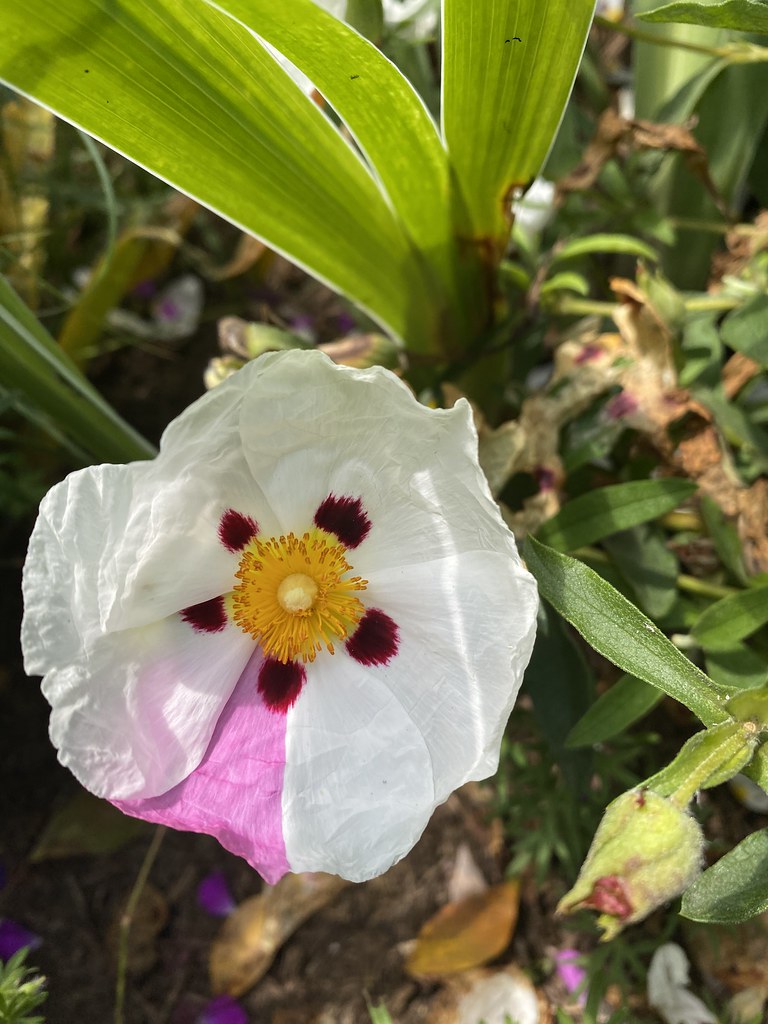 Cistus ladanifer