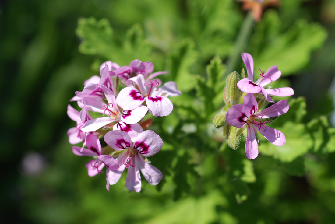 Pelargonium graveolens
