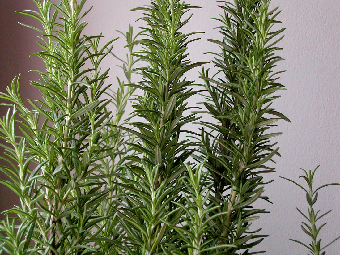 Salvia rosmarinus