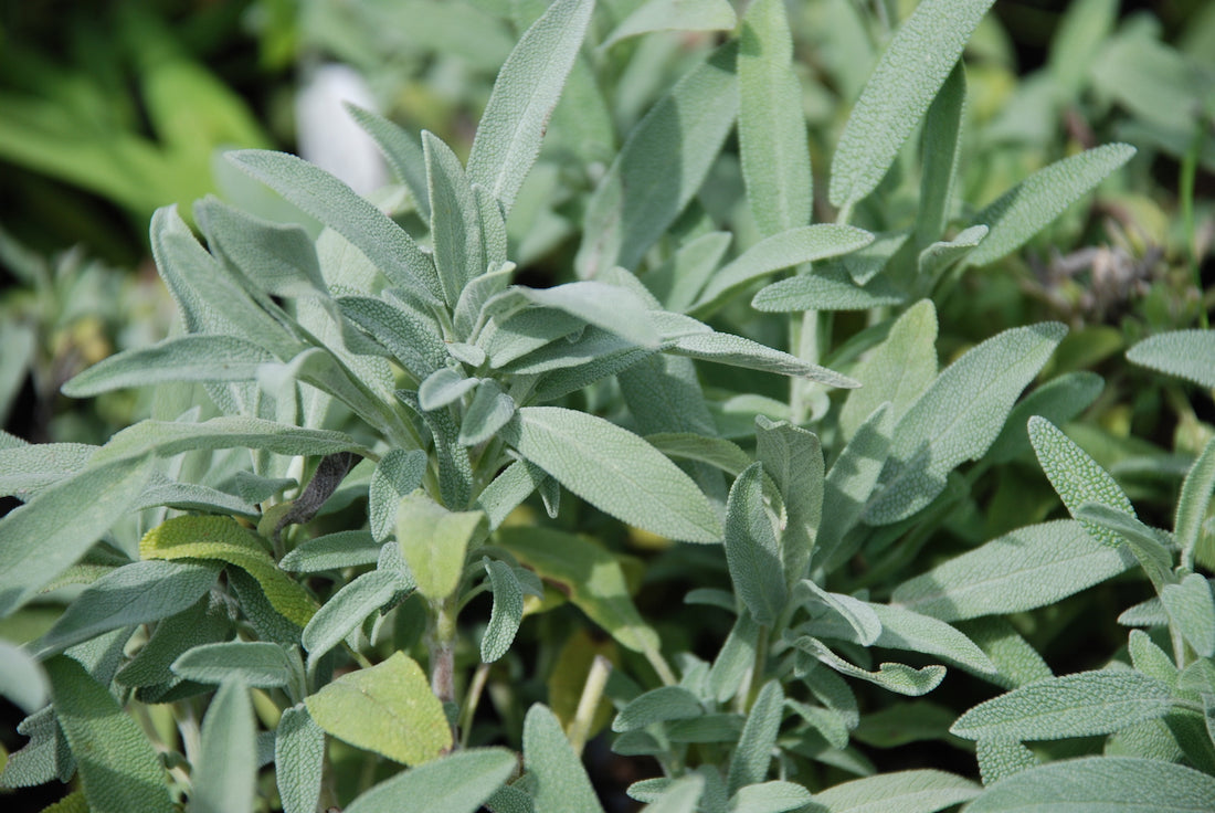 Salvia lavandulifolia