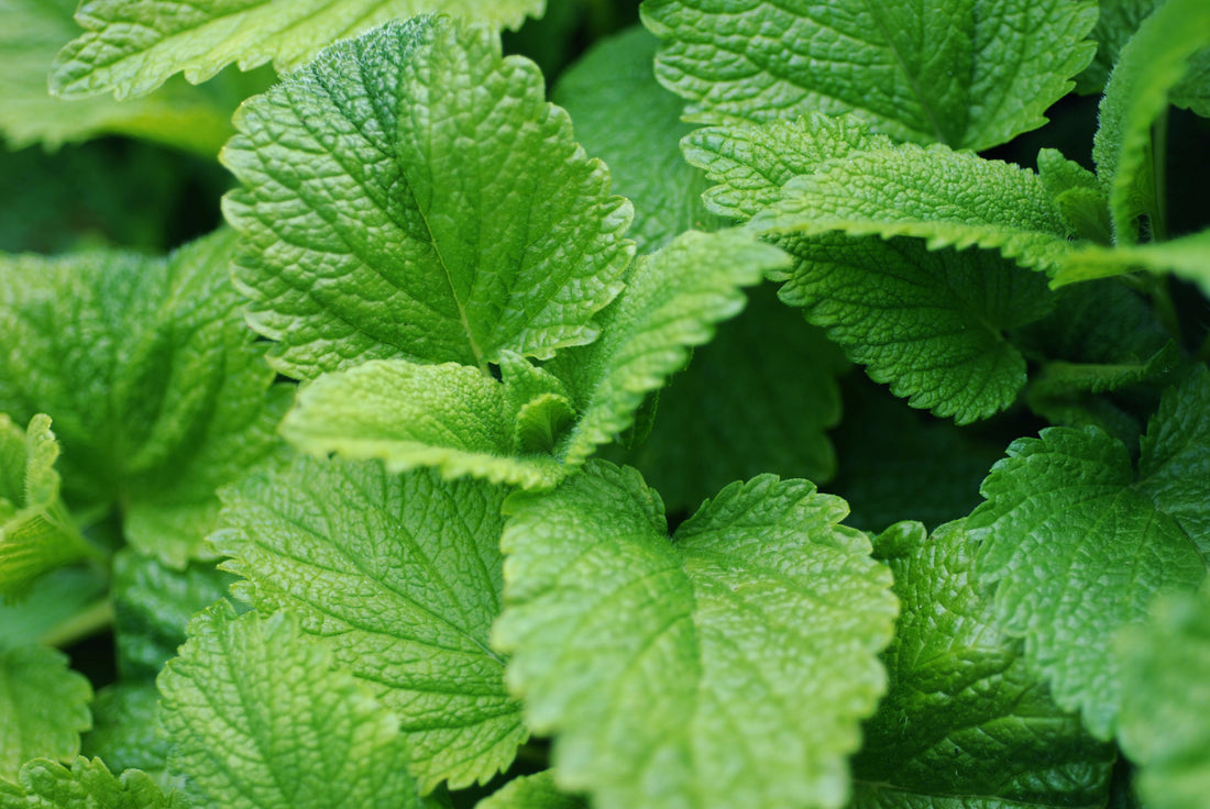 Melissa officinalis