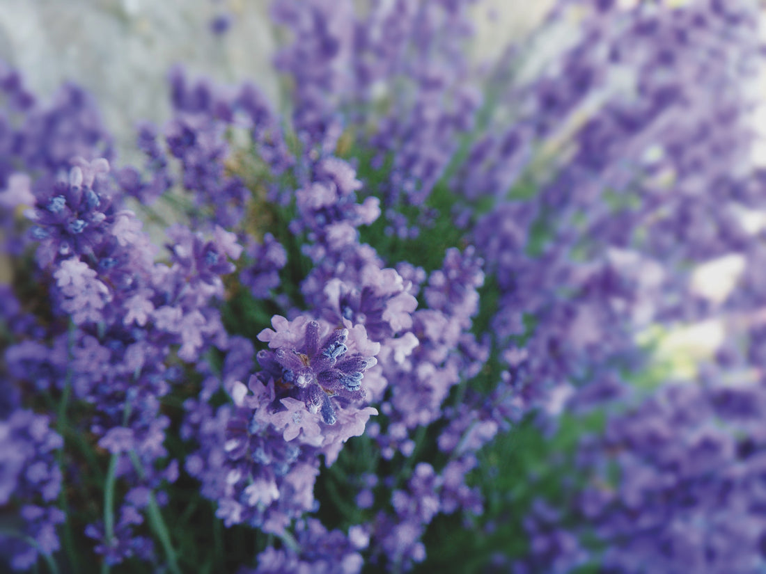 Lavandula angustifolia