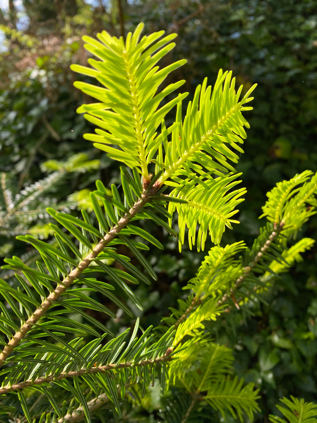 Abies alba