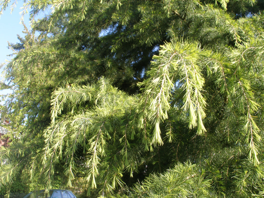 Cedrus deodara
