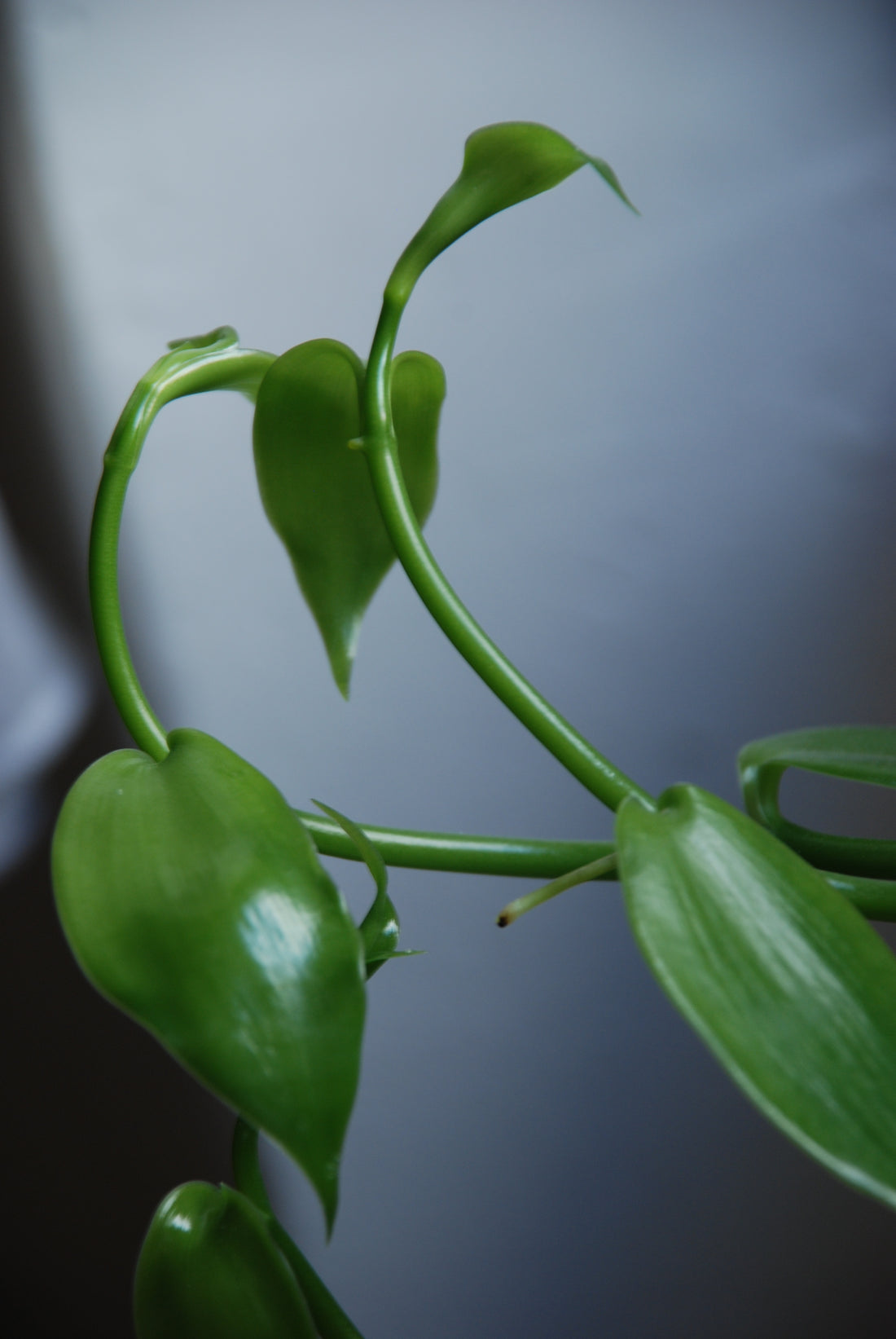 Vanilla planifolia