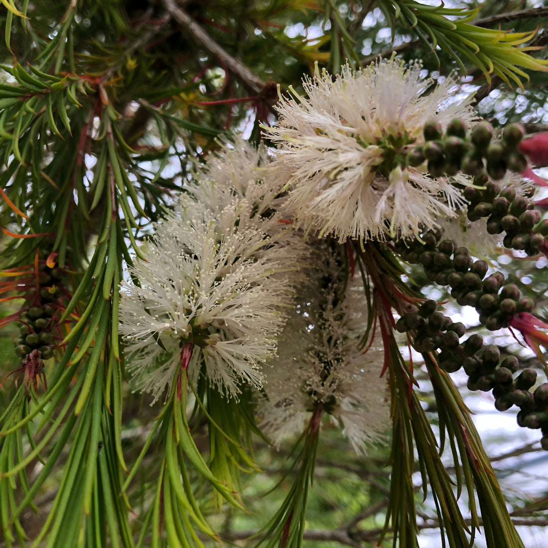 Melaleuca alternifolia