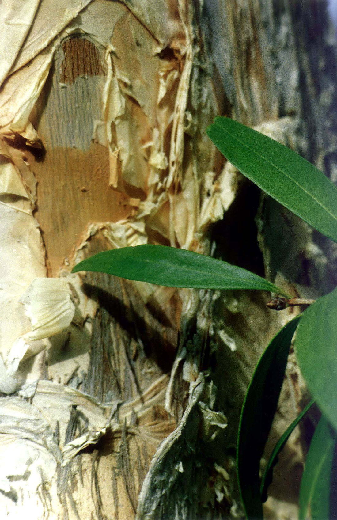 Melaleuca cajeputi