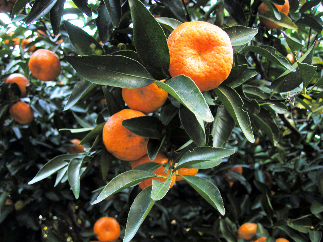 Citrus reticulata