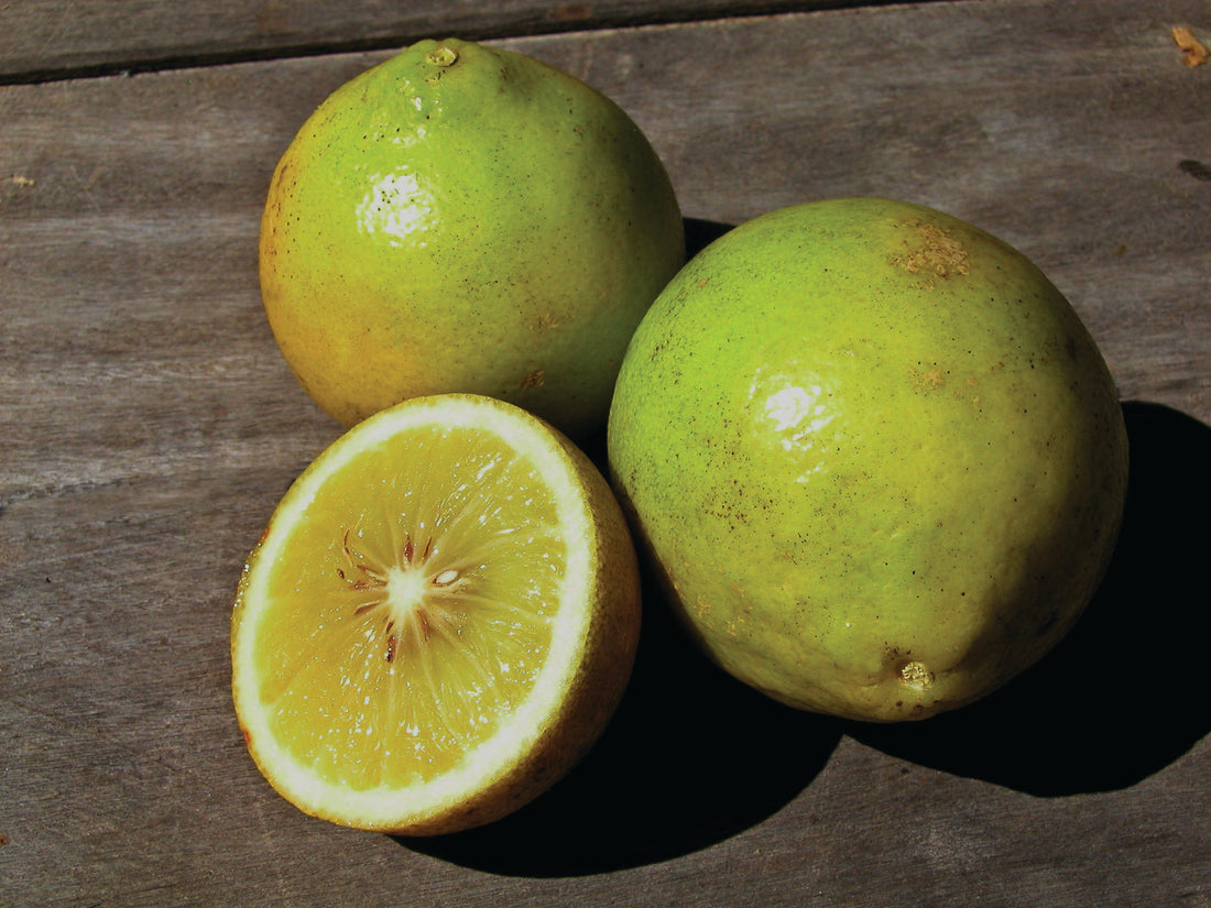 Citrus x bergamia