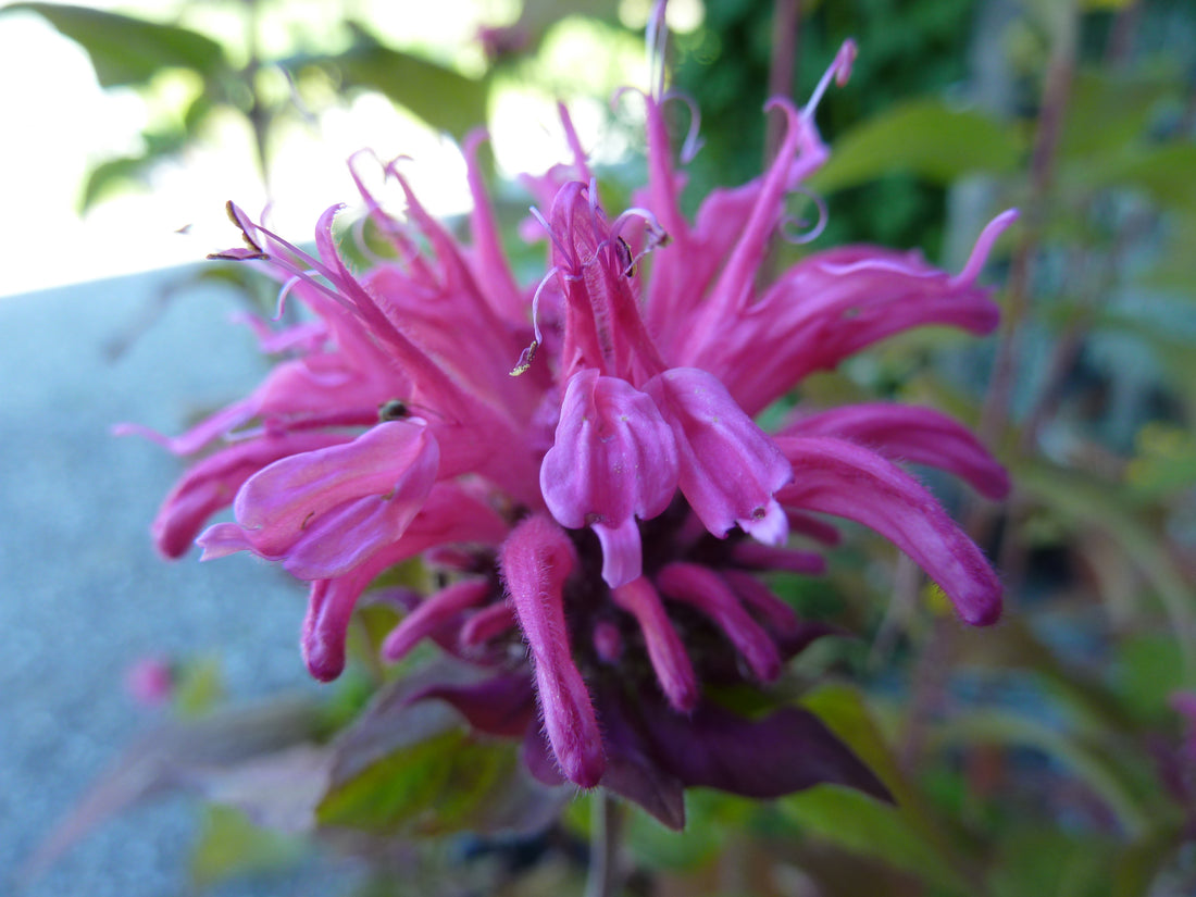 Monarda fistulosa
