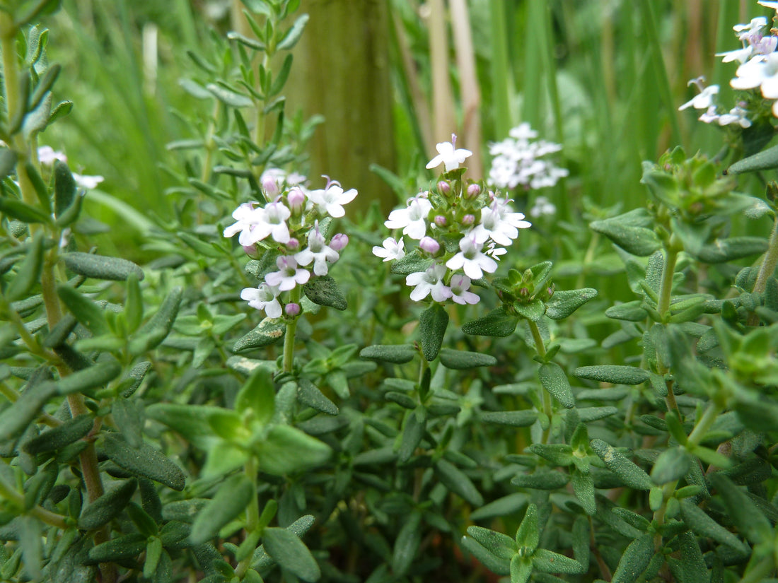 Thymus vulgaris ct. Thymol