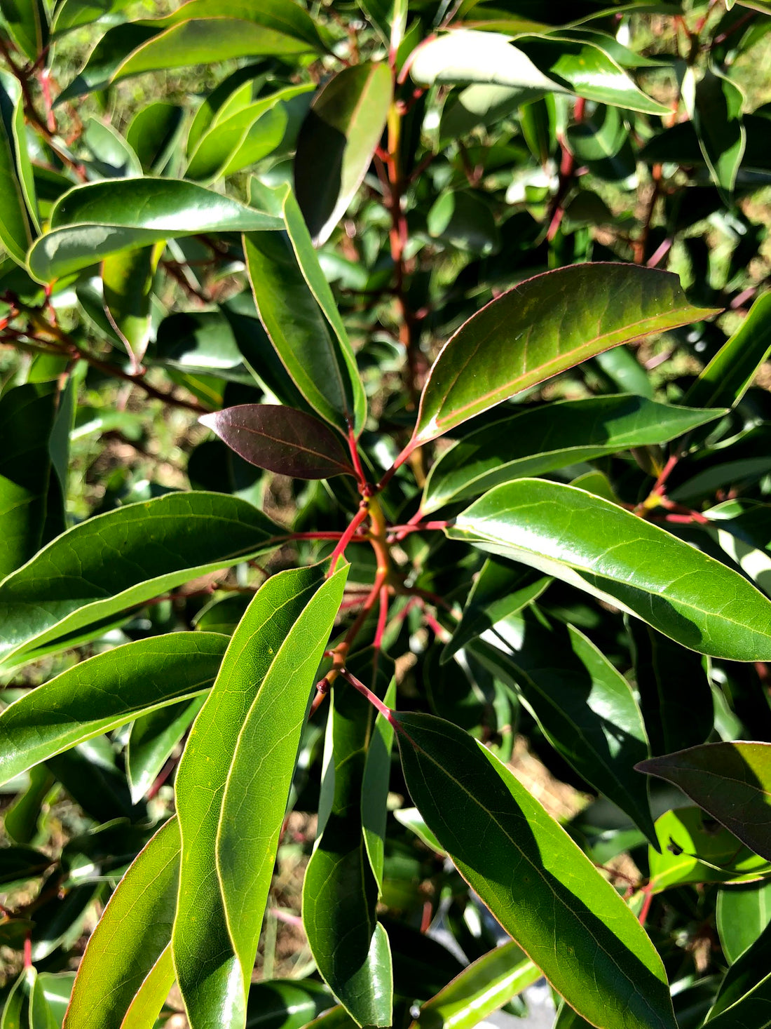 Cinnamomum camphora linalolifera