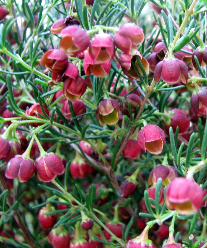 Boronia megastigma