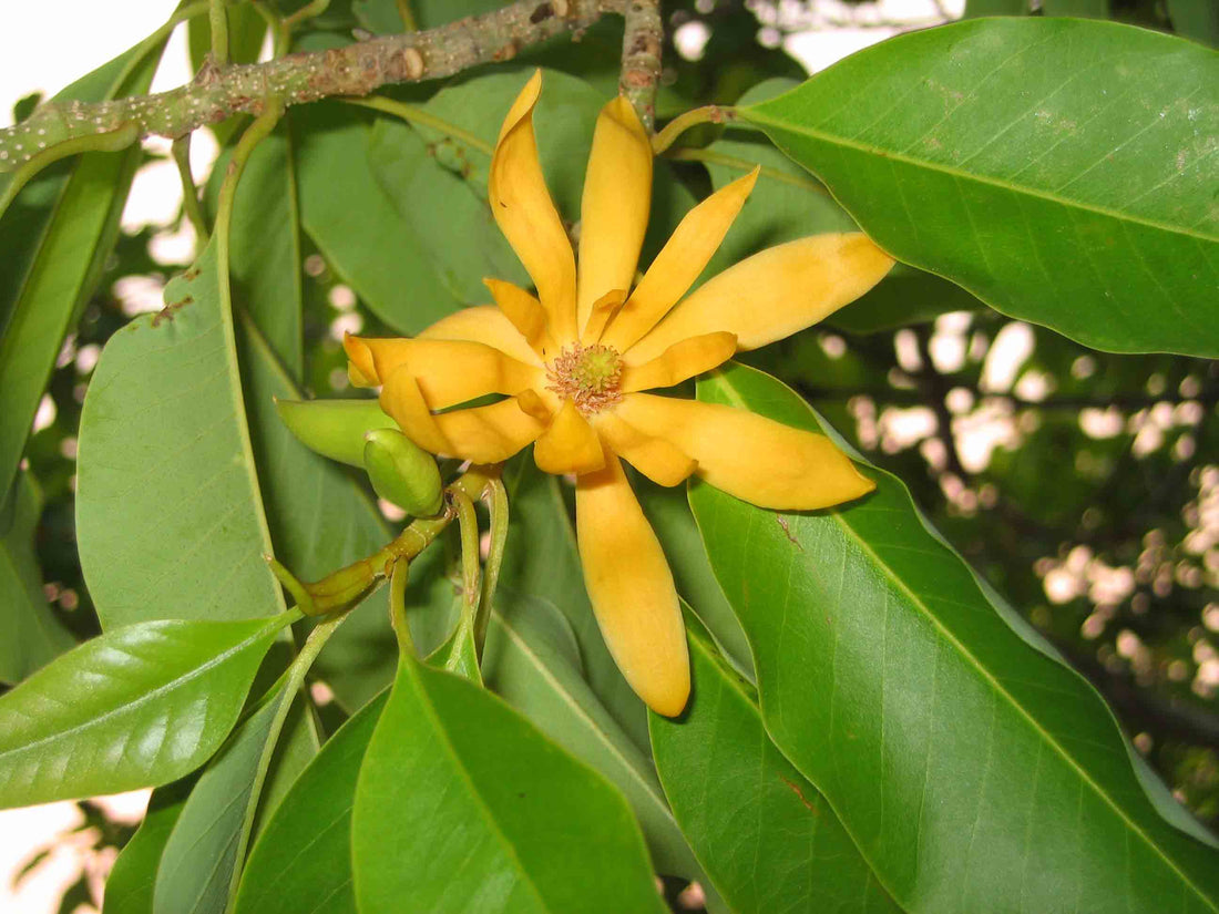Michelia champaca