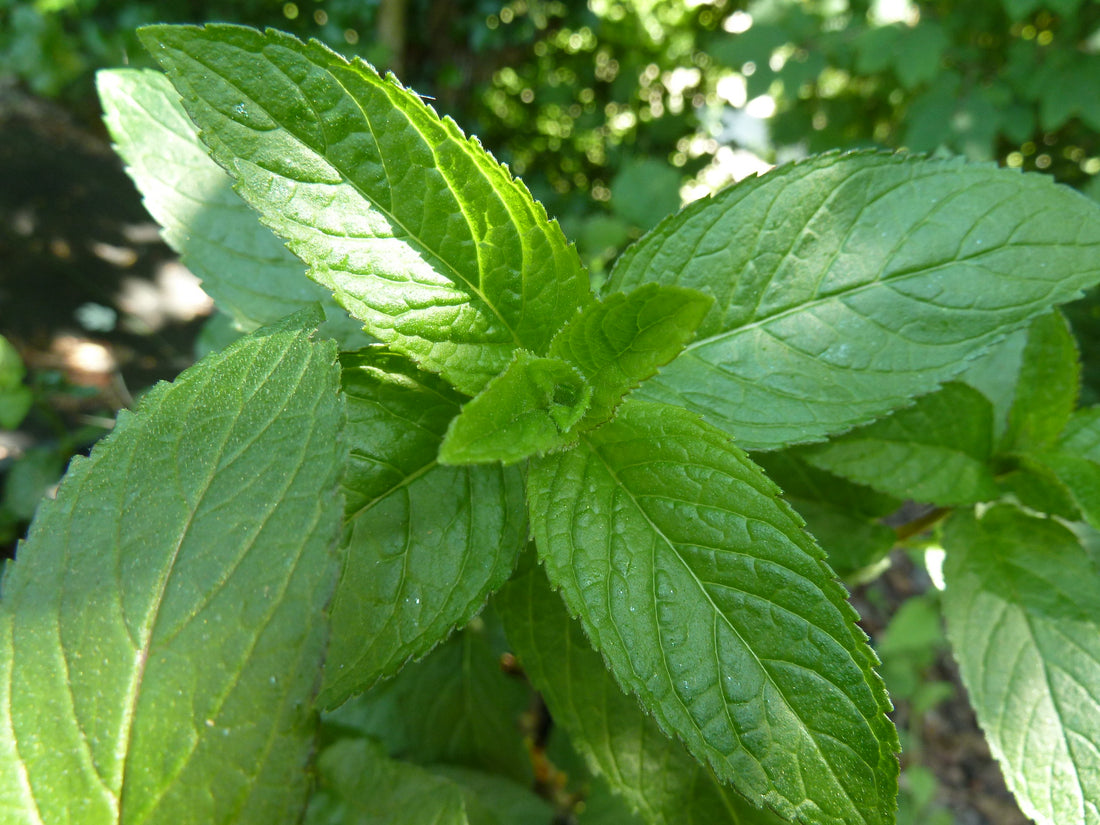 mentha x piperita