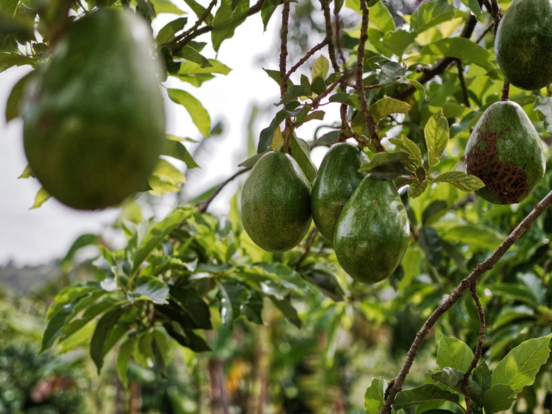 Avocadoöl Bio 500 ml