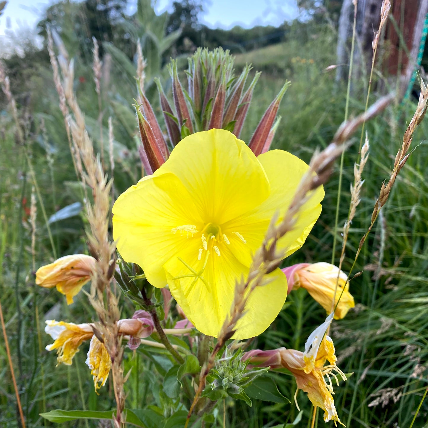 Nachtkerzenöl Bio 75 ml