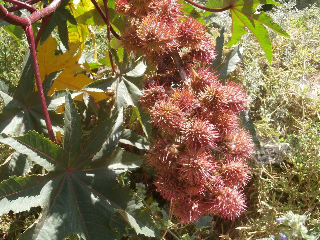 Ricinus communis