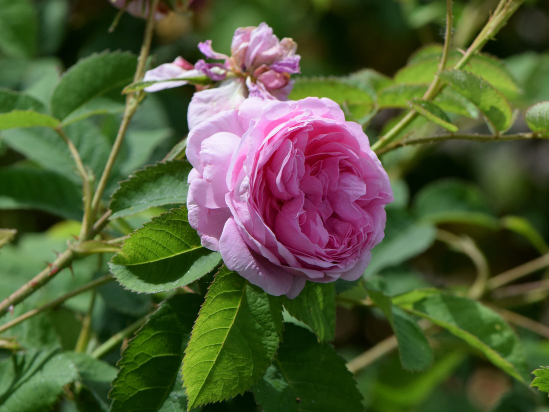 Rosa × centifolia