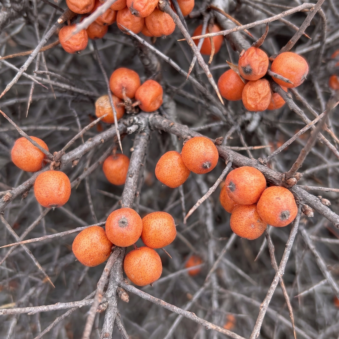 Hippophae tibetana