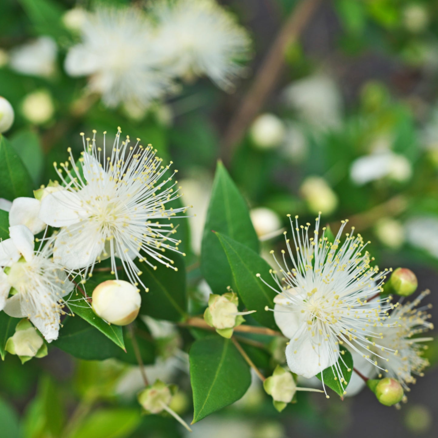 Myrtenhydrolat Bio 75 ml (Aktion)