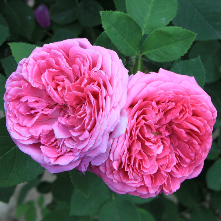 Rosenhydrolat Kaschmir Bio 75 ml