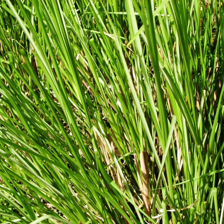 Vetiverhydrolat Bio 75 ml