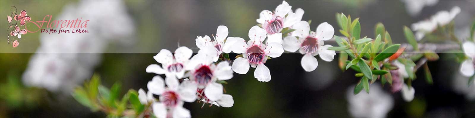 main_kanuka;kanuka ätherisches öl main;kanuka ätherisches öl