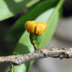 ätherisches Öl bio saro cinnamosma fragans mandravasarotraoel;ätherisches Öl bio saro cinnamosma fragans mandravasarotraoel main