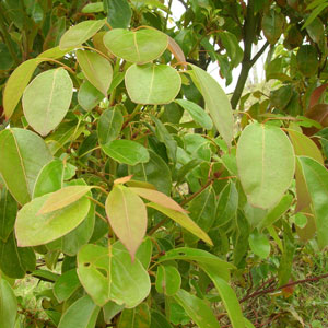 ätherische Öle - Ho Blaetter;ätherische Öle - Ho Blaetter