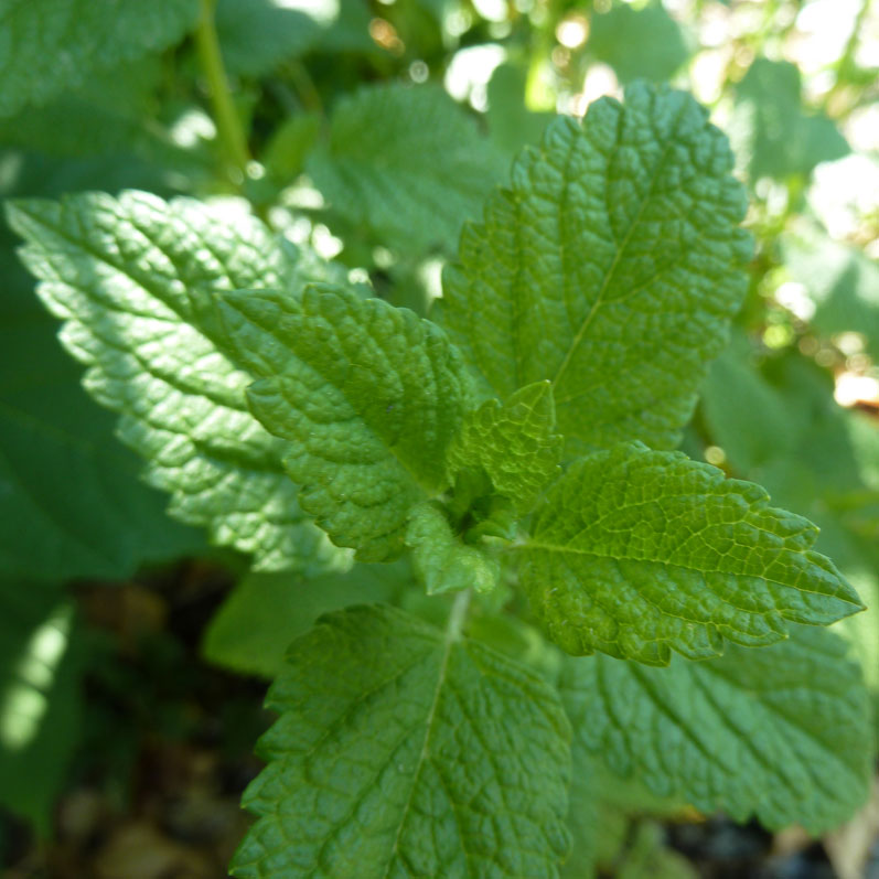 ätherische Öle - Melisse;ätherische Öle - Melisse