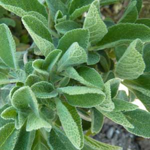 ätherische Öle - Salbei kleinblaettrig ;ätherische Öle - Salbei kleinblaettrig