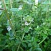 Hydrolat - Thymian linalool;Hydrolat - Thymian linalool