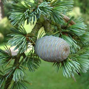 ätherische Öle - Zeder;ätherische Öle - Zeder