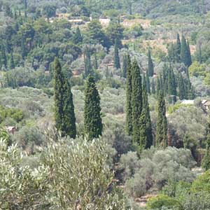 ätherische Öle - Zypresse;ätherische Öle - Zypresse