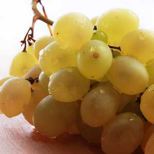 traubenkernoel;traubenkernoel bio main